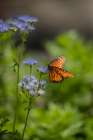 A beautiful monarch butterfly searches for nectar on mist flower Art Print